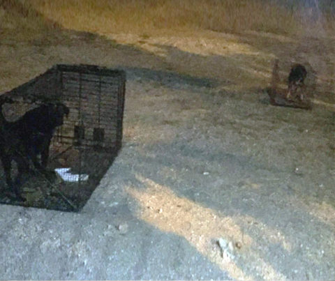 Os cães já nas gaiolas onde foram transportados